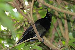 Victoria's Riflebird